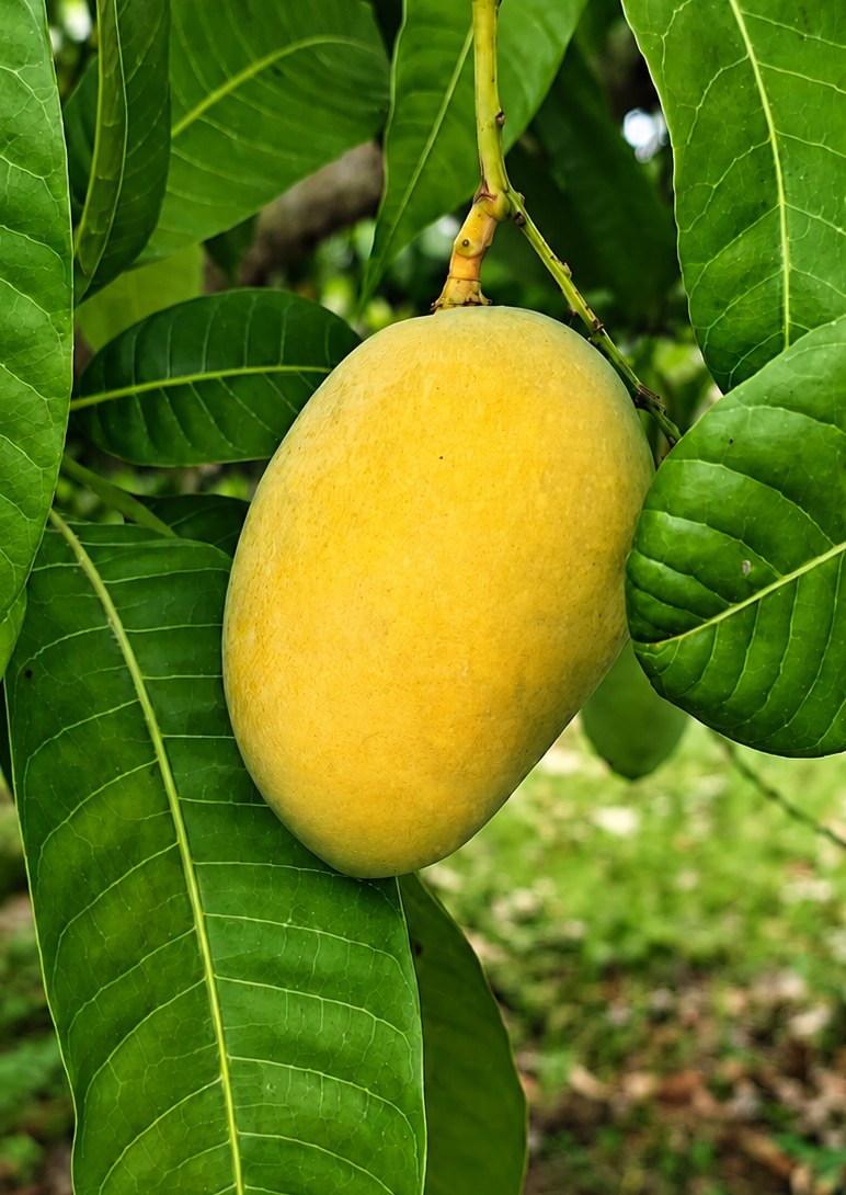 Jardalu Mango