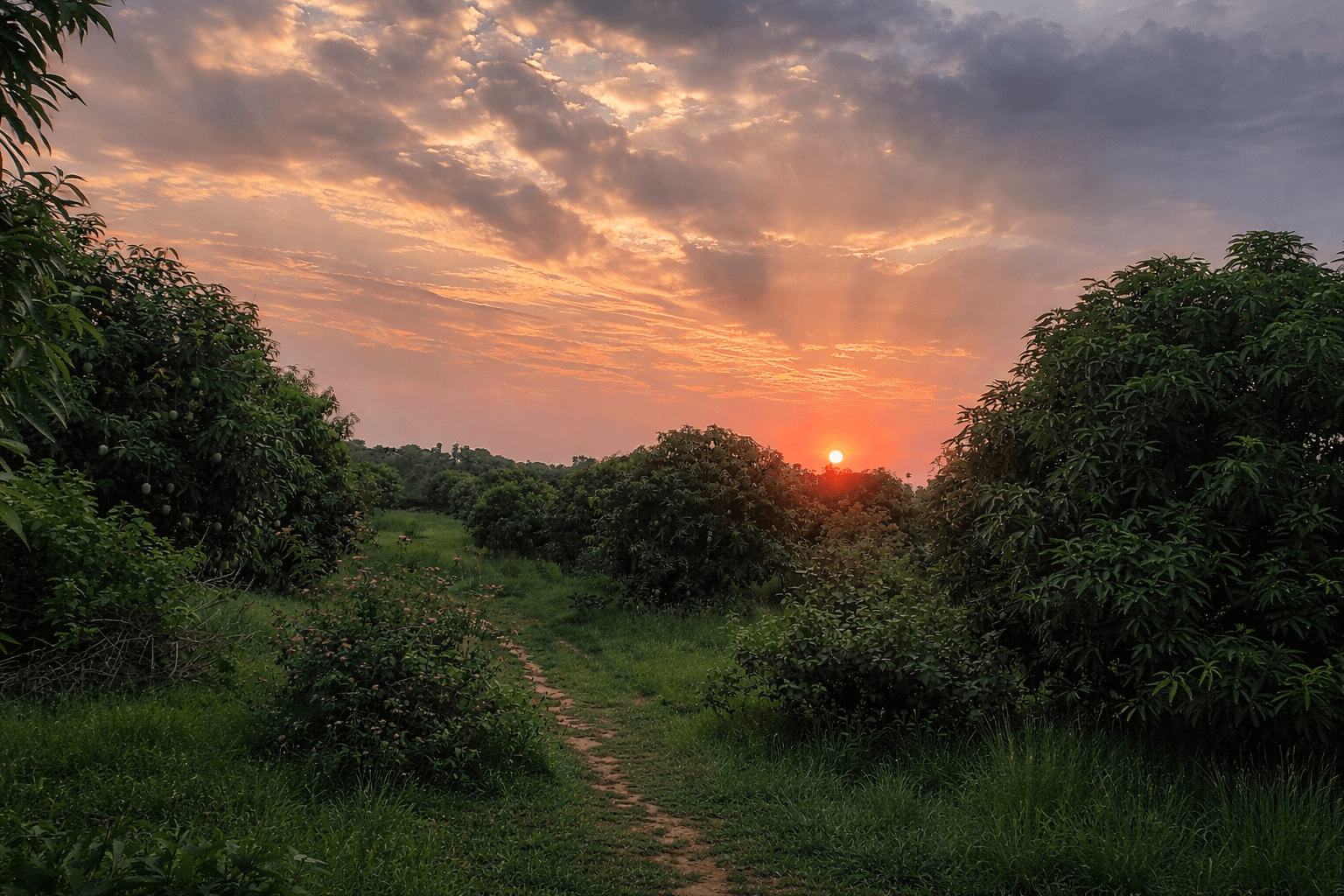 Daily life in orchard