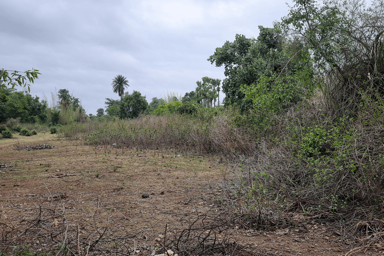 Barren Land