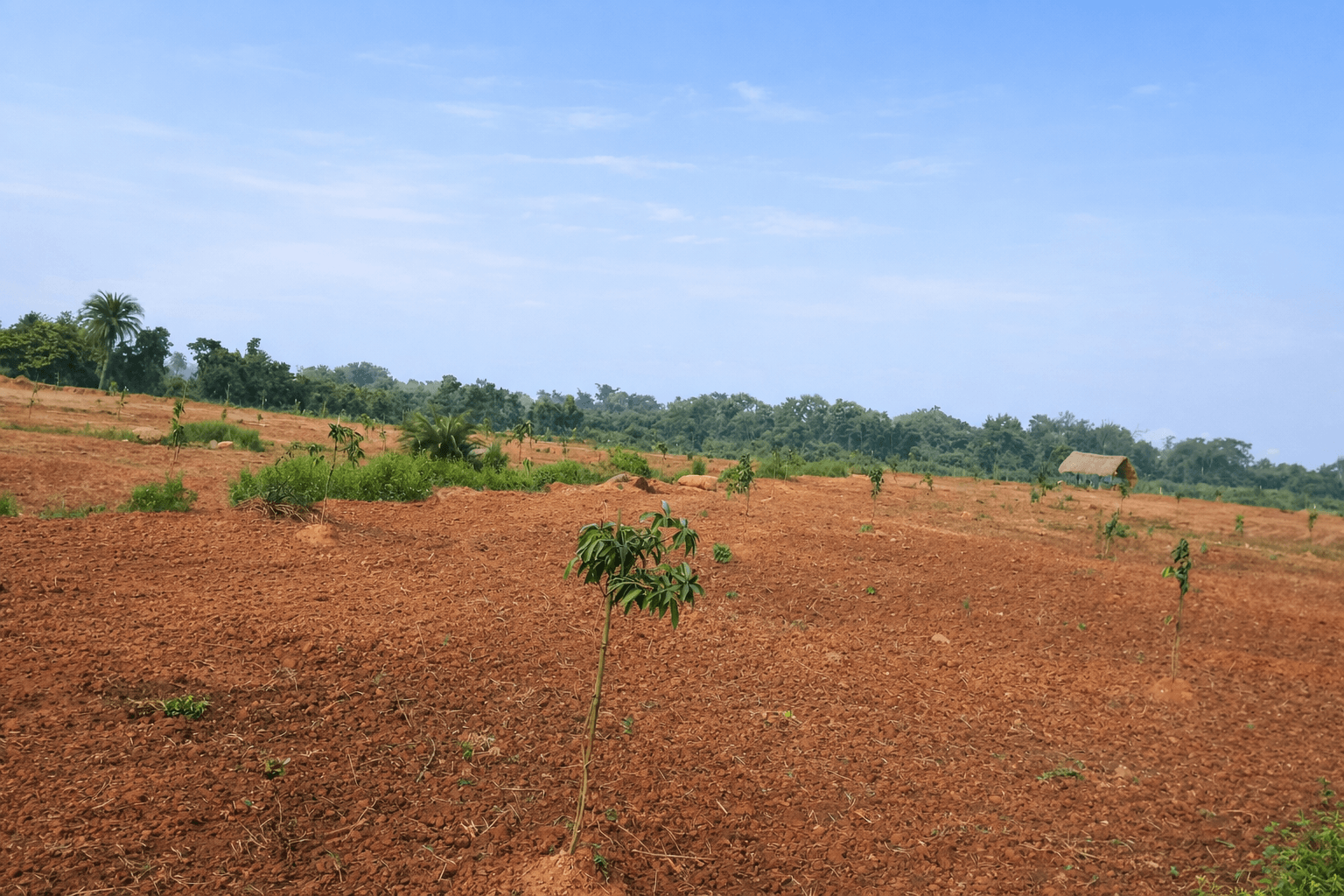 First Day After Plantation