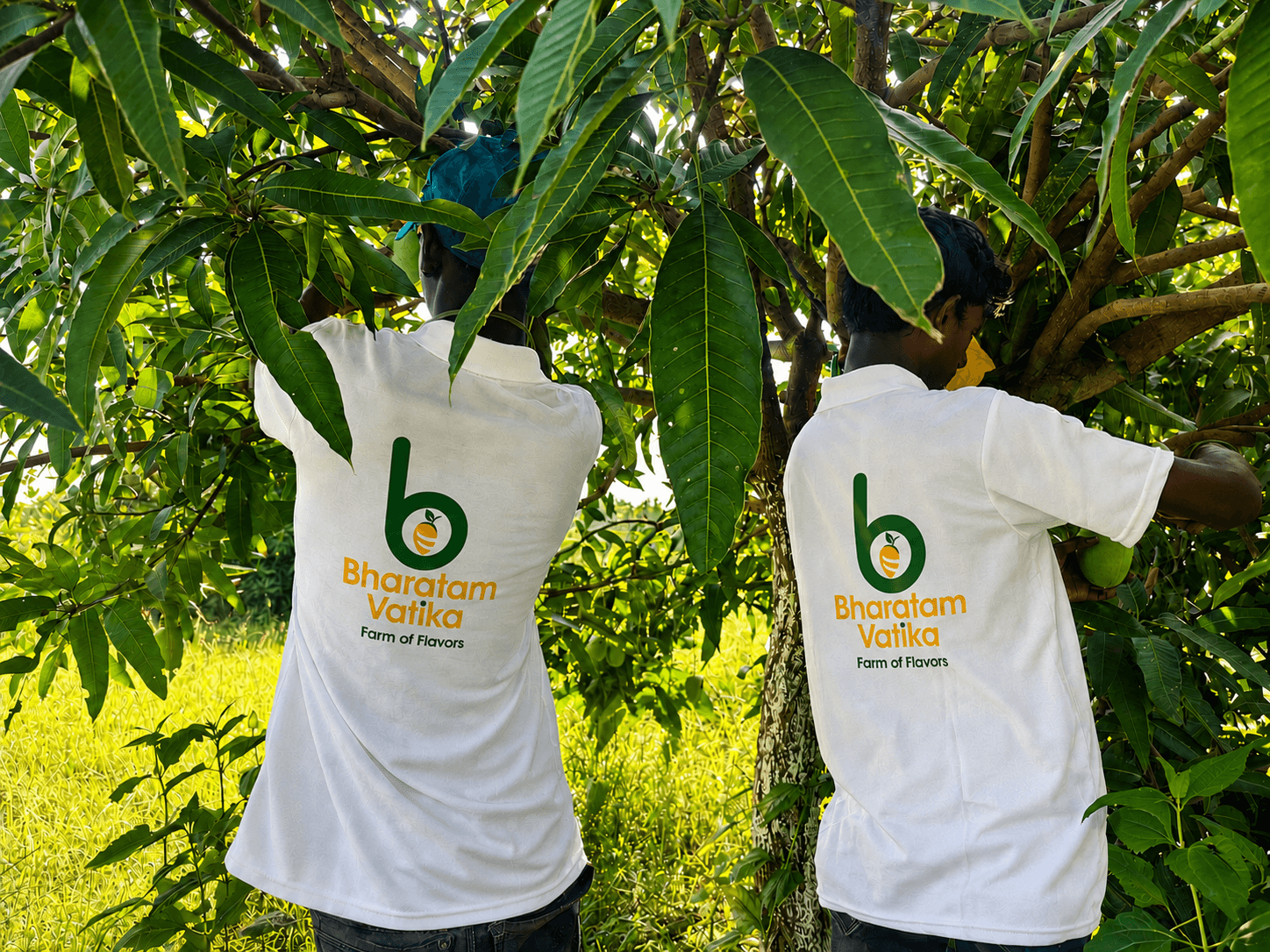 Harvesting at Bharatam Vatika