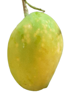 Ripe Mango